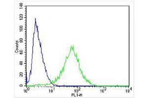 Flow Cytometry (FACS) image for anti-Neuropeptide Y Receptor Y2 (NPY2R) (AA 29-65), (N-Term) antibody (ABIN6242948)