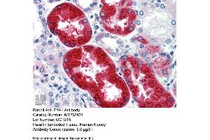Immunohistochemistry with Human kidney lysate tissue at an antibody concentration of 5. (EYA1 antibody  (Middle Region))