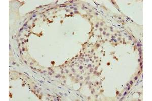 Immunohistochemistry of paraffin-embedded human testis tissue using ABIN7165937 at dilution of 1:100 (PPP1R7 antibody  (Regulatory Subunit 7))