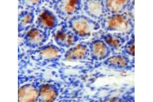 #VALUE! (Annexin A2 antibody  (AA 1-339))