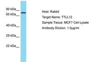 Image no. 1 for anti-Tubulin tyrosine Ligase-Like Family, Member 12 (TTLL12) (AA 73-122) antibody (ABIN6750588) (TTLL12 antibody  (AA 73-122))