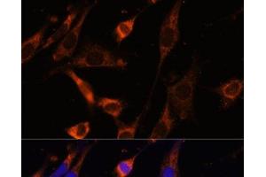 Immunofluorescence analysis of NIH-3T3 cells using CKMT1B Polyclonal Antibody at dilution of 1:100 (40x lens). (CKMT1B antibody)