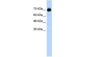 WB Suggested Anti-CXXC1 Antibody Titration:  0. (CXXC1 antibody  (C-Term))