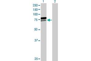 Western Blot analysis of AIFM1 expression in transfected 293T cell line by AIFM1 MaxPab polyclonal antibody. (AIF antibody  (AA 1-613))