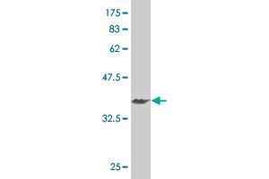 Western Blot detection against Immunogen (37. (HEYL antibody  (AA 221-327))