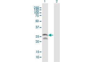 Western Blot analysis of FEV expression in transfected 293T cell line by FEV MaxPab polyclonal antibody.