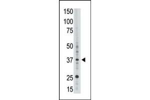EPR1 antibody  (C-Term)