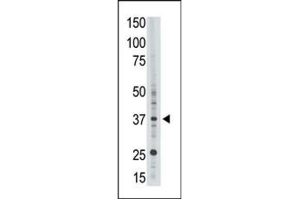 EPR1 antibody  (C-Term)