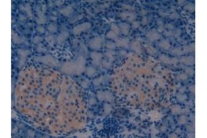 Detection of REG3g in Rat Pancreas Tissue using Polyclonal Antibody to Regenerating Islet Derived Protein 3 Gamma (REG3g)