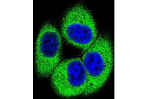 Immunofluorescence (IF) image for anti-Testis Specific Serine Kinase 4 (TSSK4) antibody (ABIN2996104) (TSSK4 antibody)