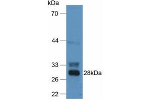 Western blot analysis of Mouse Liver Tissue. (F12 antibody  (AA 352-587))