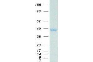 Validation with Western Blot (HOXA10 Protein (Transcript Variant 1) (Myc-DYKDDDDK Tag))