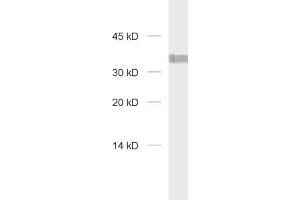 dilution: 1 : 1000, sample: HELA Lysate (Syntaxin 7 antibody  (Cytoplasmic Domain))