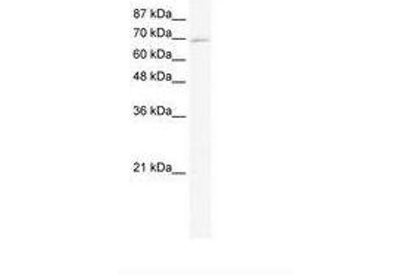 ZNF750 antibody  (AA 371-420)