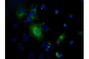 Anti-C17orf28 mouse monoclonal antibody (ABIN2452864) immunofluorescent staining of COS7 cells transiently transfected by pCMV6-ENTRY C17orf28 (RC206740). (HID1/DMC1 antibody)