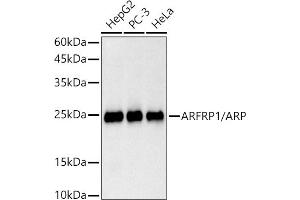 Western blot analysis of extracts of various cell lines, using /ARP antibody (ABIN7265490) at 1:1000 dilution. (ARFRP1 antibody)