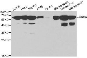 Western blot analysis of extracts of various cell lines, using ARSA antibody. (Arylsulfatase A antibody  (AA 210-509))