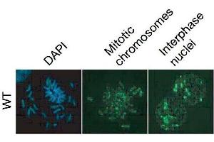 Immunofluorescence (IF) image for anti-5-Methylcytosine antibody (ABIN2451915) (5-Methylcytosine antibody)