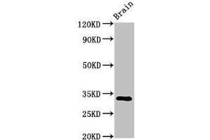 Western Blot Positive WB detected in: Mouse brain tissue All lanes: ORAI1 antibody at 3. (ORAI1 antibody  (AA 1-87))