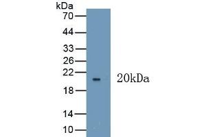 Detection of Recombinant VEGF165, Human using Polyclonal Antibody to Vascular Endothelial Growth Factor 165 (VEGF165) (VEGF 165 (AA 28-191) antibody)