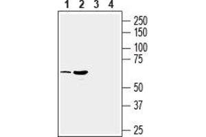 Western blot analysis of mouse (lanes 1 and 3) and rat (lanes 2 and 4) brain membranes: - 1,2. (SLC17A9 antibody  (Intracellular, Loop 2))