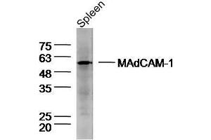Mouse spleen lysates probed with Rabbit Anti-MAdCAM-1 Polyclonal Antibody, Unconjugated  at 1:300 overnight at 4˚C.