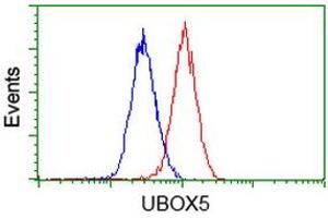 Image no. 1 for anti-U-Box Domain Containing 5 (UBOX5) (AA 1-130), (AA 419-487) antibody (ABIN1490569) (UBOX5 antibody  (AA 1-130, AA 419-487))