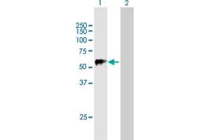 Western Blot analysis of TRIM22 expression in transfected 293T cell line by TRIM22 MaxPab polyclonal antibody. (TRIM22 antibody  (AA 1-498))