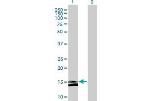 Western Blot analysis of MS4A15 expression in transfected 293T cell line by MS4A15 MaxPab polyclonal antibody. (MS4A15 antibody  (AA 1-147))