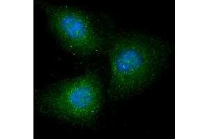Immunofluorescent analysis of 4 % paraformaldehyde-fixed, 0. (GRB14 antibody  (AA 14-48))