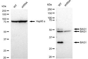Western blotting analysis using BAG1 antibody (ABIN7797743).