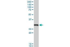 Western Blotting (WB) image for anti-Replication Protein A2, 32kDa (RPA2) (AA 1-270) antibody (ABIN519843)