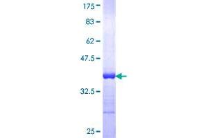 CKMT1B Protein (AA 327-417) (GST tag)