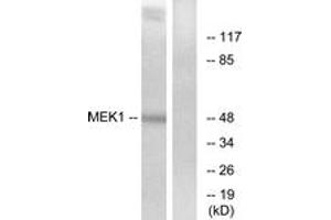 Western Blotting (WB) image for anti-MEK1 + MEK2 (MEK1 + MEK2) (AA 193-242) antibody (ABIN2889025) (MEK1 + MEK2 antibody  (AA 193-242))