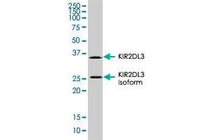 KIR2DL3 monoclonal antibody, clone 190IIC311. (KIR2DL3 antibody  (AA 19-161))