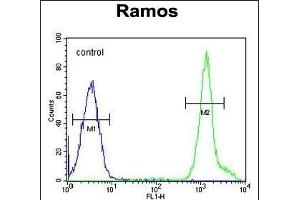 NIL1 Antibody (C-term) (ABIN655299 and ABIN2844886) flow cytometric analysis of Ramos cells (right histogram) comred to a negative control cell (left histogram). (NIPAL1 antibody  (C-Term))