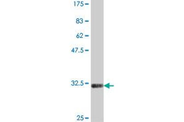 NKX3-2 antibody  (AA 53-111)