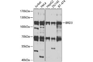 Western blot analysis of extracts of various cell lines, using BRD3 antibody (ABIN1678901, ABIN3015924, ABIN3015926 and ABIN6219475) at 1:1000 dilution. (BRD3 antibody  (AA 150-305))