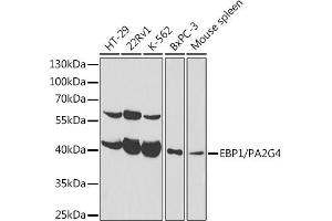 Western blot analysis of extracts of various cell lines, using EBP1/PG4 antibody  at 1:1000 dilution. (PA2G4 antibody  (AA 1-394))