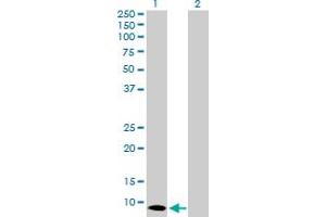 Western Blot analysis of S100A7 expression in transfected 293T cell line by S100A7 MaxPab polyclonal antibody.