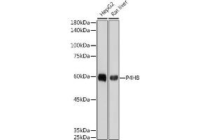 Western blot analysis of extracts of various cell lines, using P4HB antibody (ABIN7269560) at 1:1000 dilution. (P4HB antibody)