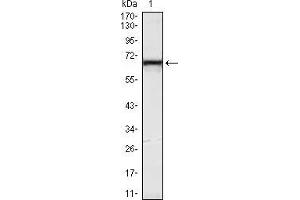 KLHL12 antibody