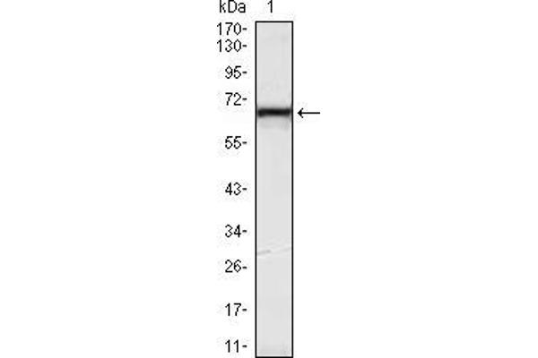 KLHL12 antibody