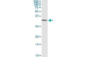 Immunoprecipitation of BRMS1 transfected lysate using anti-BRMS1 monoclonal antibody and Protein A Magnetic Bead , and immunoblotted with BRMS1 MaxPab rabbit polyclonal antibody. (BRMS1 antibody  (AA 1-246))