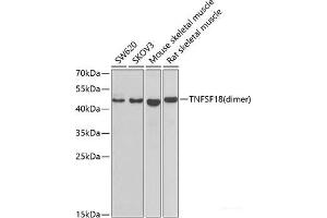 Western blot analysis of extracts of various cell lines using GITR Ligand/TNFSF18 Polyclonal Antibody at dilution of 1:1000. (TNFSF18 antibody)