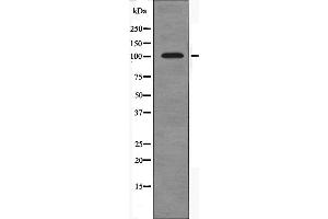 Western blot analysis of extracts from HT-29 cells using PSMD2 antibody.