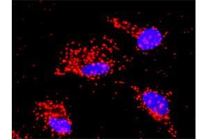Proximity Ligation Assay (PLA) image for anti-Mitogen-Activated Protein Kinase 9 (MAPK9) (AA 321-424) antibody (ABIN562413)