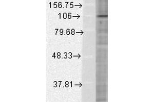 Western Blot analysis of Human HeLa cell lysates showing detection of HIF1 alpha protein using Mouse Anti-HIF1 alpha Monoclonal Antibody, Clone ESEE122 . (HIF1A antibody  (AA 329-530) (Atto 488))