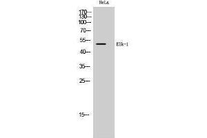 Western Blotting (WB) image for anti-ELK1, Member of ETS Oncogene Family (ELK1) (Ser334) antibody (ABIN3184457) (ELK1 antibody  (Ser334))