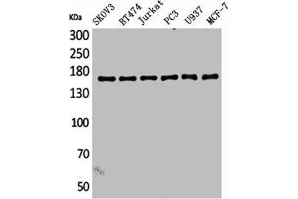 SYCP2 antibody  (Internal Region)